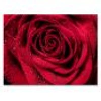 Red Rose Petals with Rain Droplets  Canvas Art Print