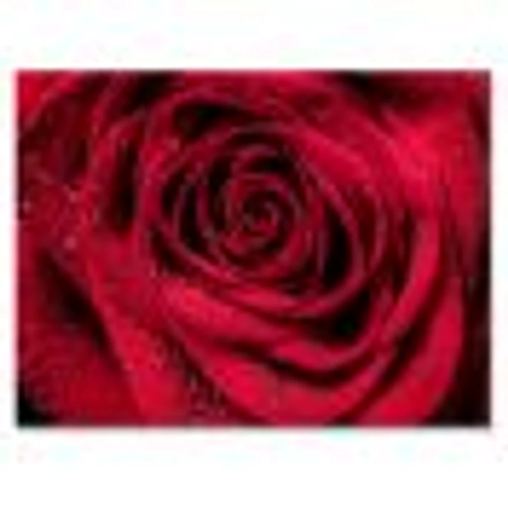 Red Rose Petals with Rain Droplets  Canvas Art Print