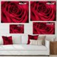 Red Rose Petals with Rain Droplets  Canvas Art Print