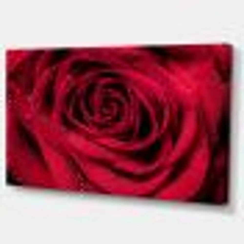 Red Rose Petals with Rain Droplets  Canvas Art Print