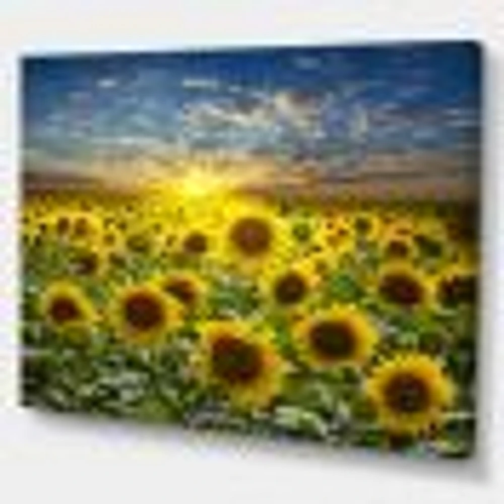 Field of Blooming SunFlowers  Canvas Wall Art