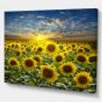 Field of Blooming SunFlowers  Canvas Wall Art