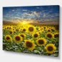 Field of Blooming SunFlowers  Canvas Wall Art