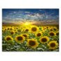 Field of Blooming SunFlowers  Canvas Wall Art