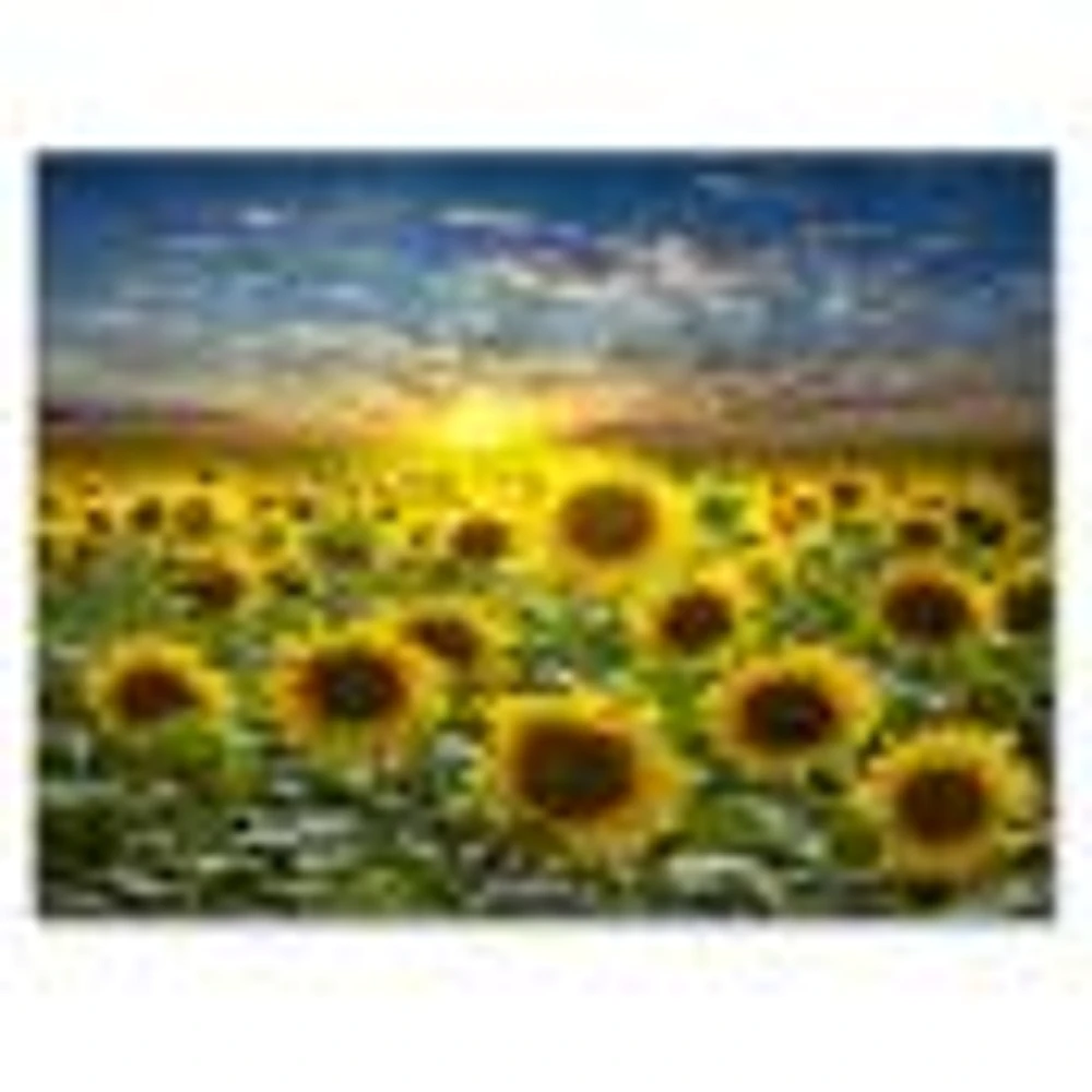 Field of Blooming SunFlowers  Canvas Wall Art