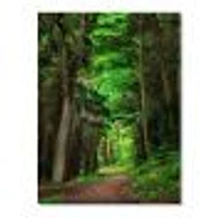 Dreamy Greenery Dense Forest  Wall Art Canvas