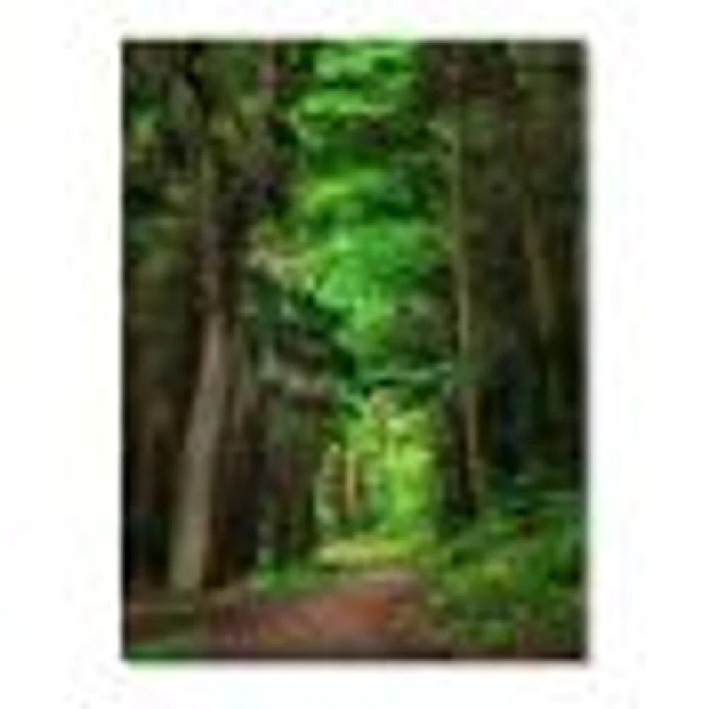 Dreamy Greenery Dense Forest  Wall Art Canvas