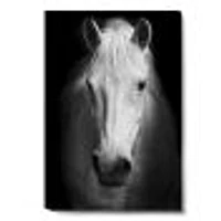 White Horse Black and  Wall Art