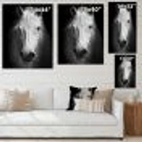 White Horse Black and  Wall Art