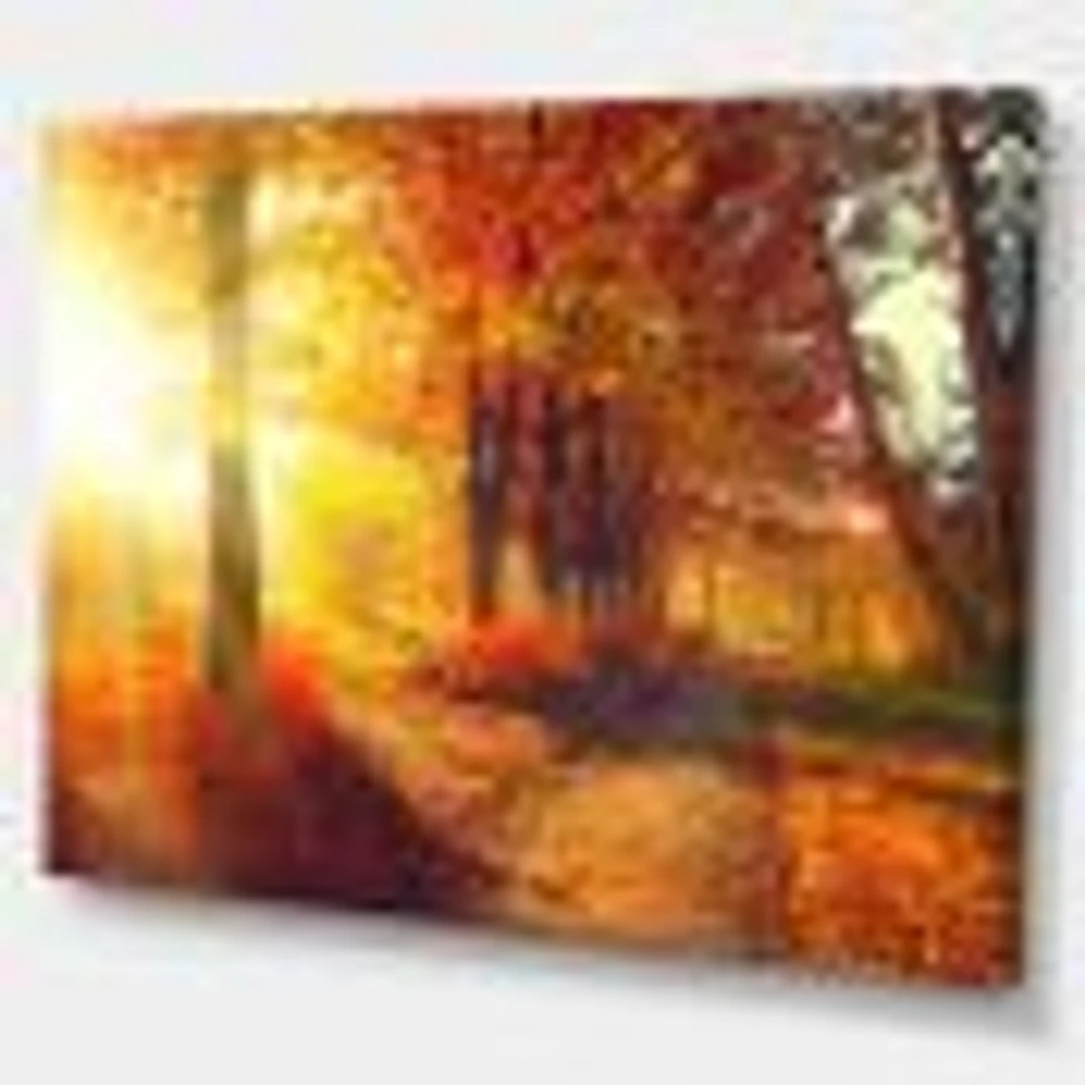 Autumnal Trees Sunrays Wall Art