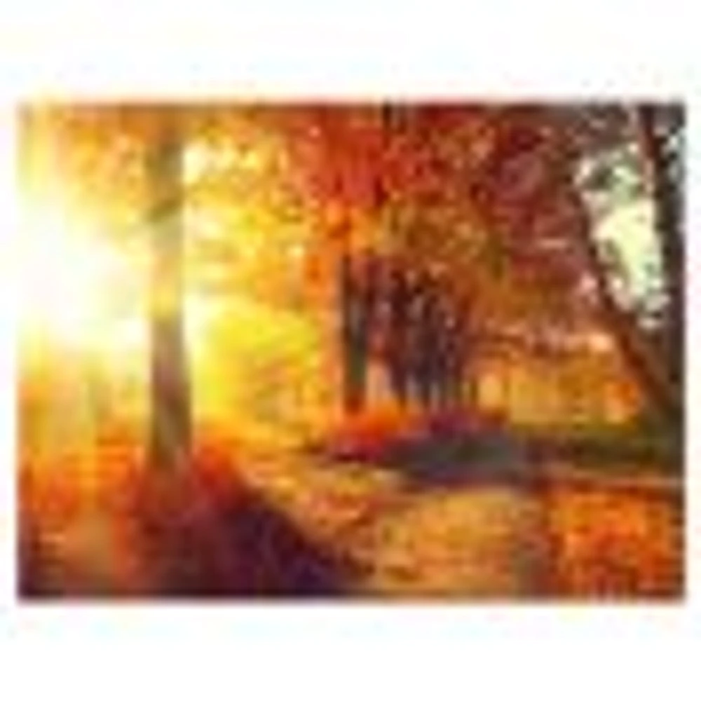 Autumnal Trees Sunrays Wall Art