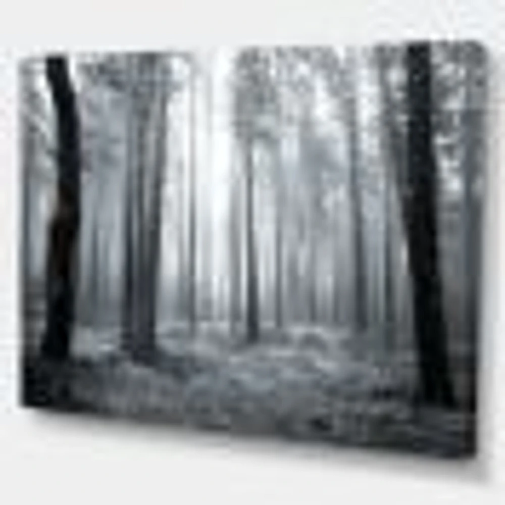 Black and White Foggy Forest Canvas Wall Art