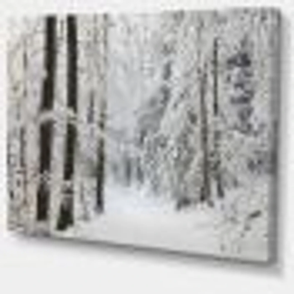 Toile « Dense Winter Forest and Lane