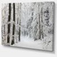 Dense Winter Forest and Lane  Wall Art