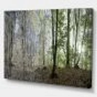 Green Morning Forest Panorama  Canvas Art Print