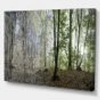 Green Morning Forest Panorama  Canvas Art Print
