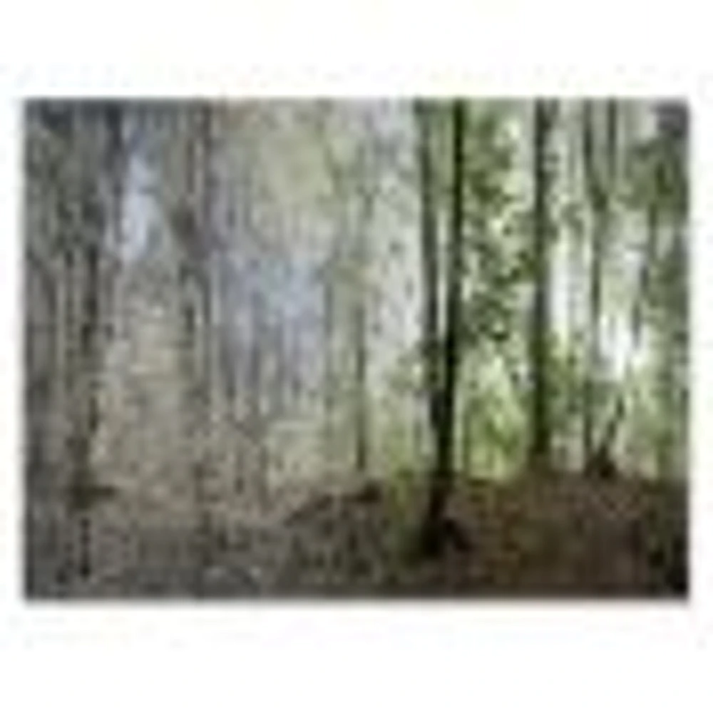 Green Morning Forest Panorama  Canvas Art Print