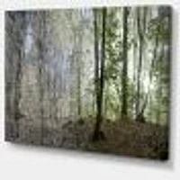 Green Morning Forest Panorama  Canvas Art Print