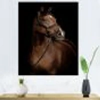 Horse Portrait  Canvas