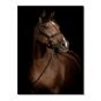 Horse Portrait  Canvas