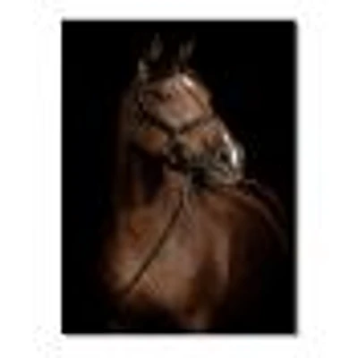 Horse Portrait  Canvas