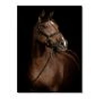 Horse Portrait  Canvas