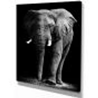 Toile « African Elephant Black Background »