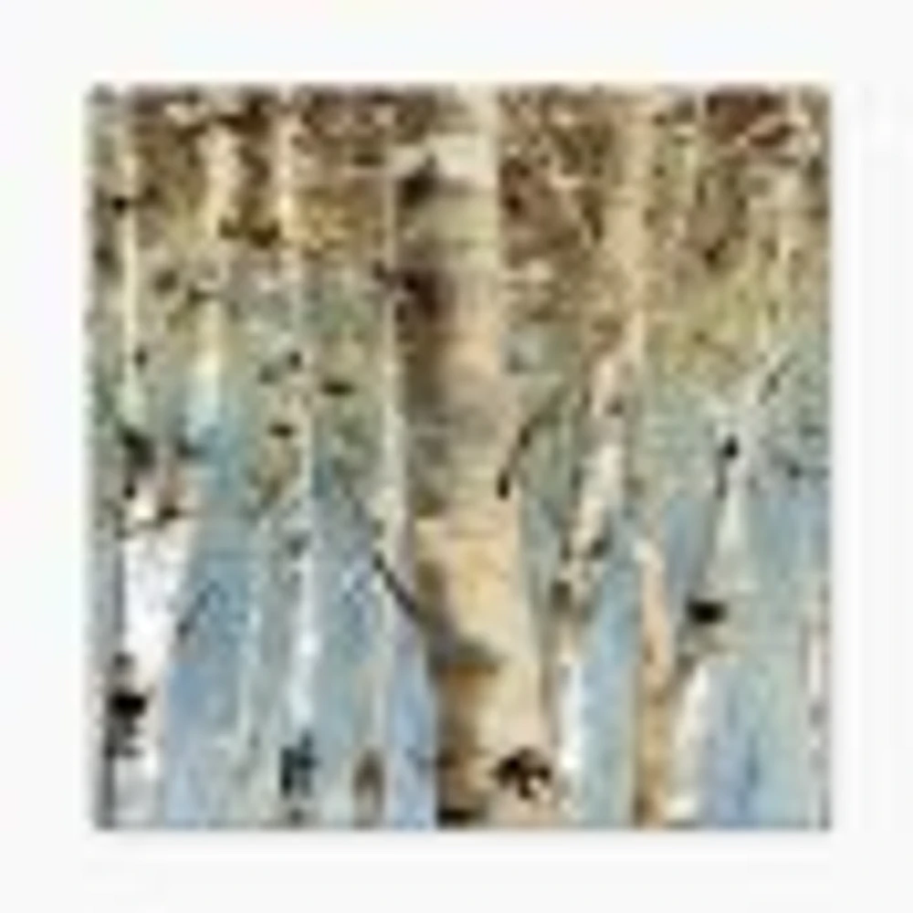 White Birch Forest II  Canvas Wall Art