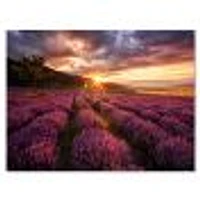 Sunrise & Dramatic Clouds Over Lavender Field IV  Wall Art