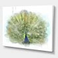 Peacock Bird  Wall Art