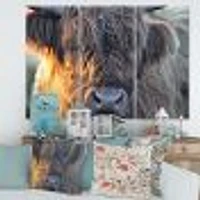 Scottish Cow on Moorland III  Canvas Wall Art Print