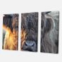 Scottish Cow on Moorland III  Canvas Wall Art Print