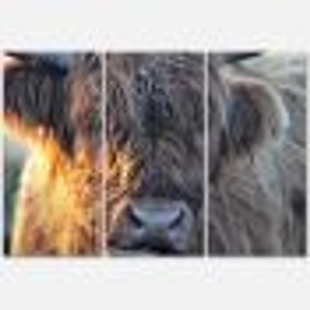 Scottish Cow on Moorland III  Canvas Wall Art Print