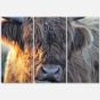 Scottish Cow on Moorland III  Canvas Wall Art Print