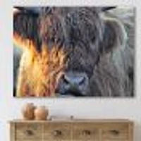 Scottish Cow on Moorland III  Canvas Wall Art Print