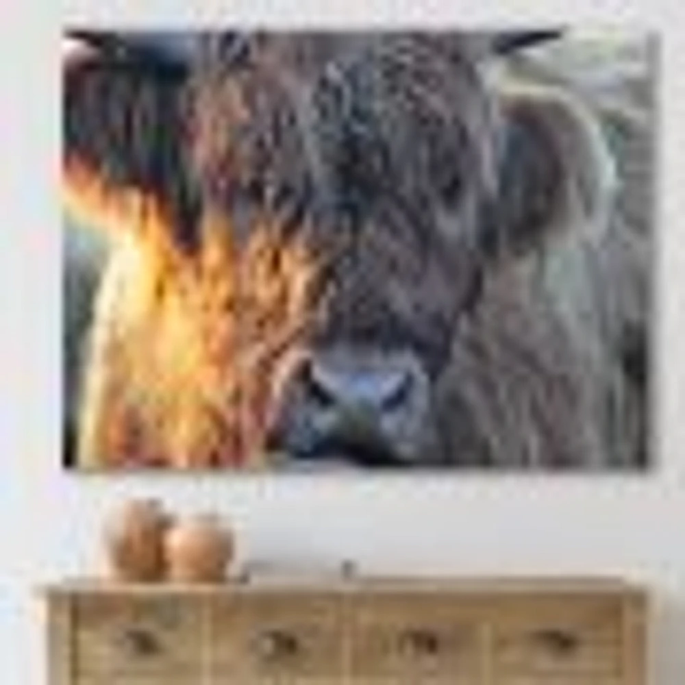 Scottish Cow on Moorland III  Canvas Wall Art Print