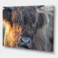 Scottish Cow on Moorland III  Canvas Wall Art Print