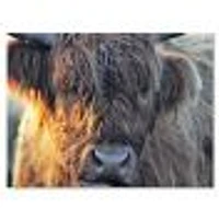 Scottish Cow on Moorland III  Canvas Wall Art Print