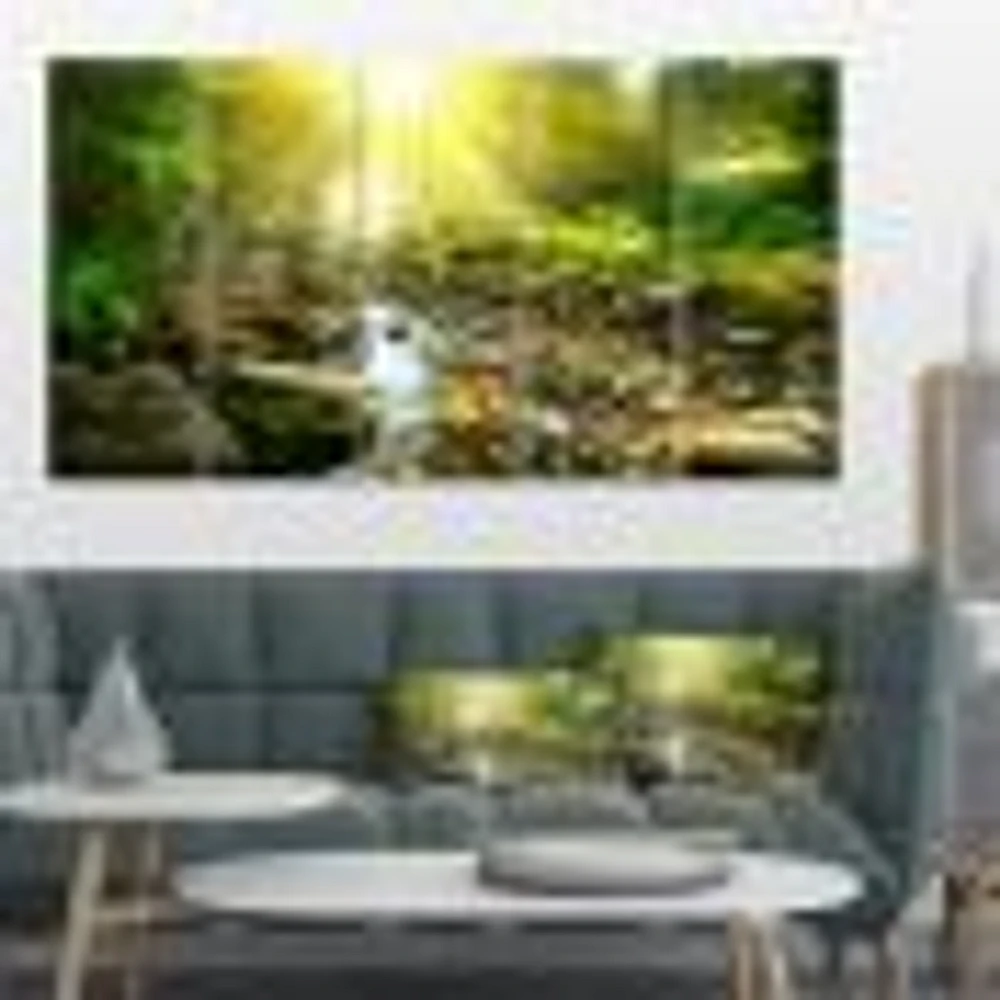 Mountain Stream Forest  Canvas Wall Art