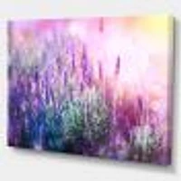 Growing and Blooming Lavender  Canvas Print