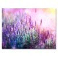 Growing and Blooming Lavender  Canvas Print