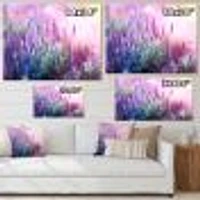 Growing and Blooming Lavender  Canvas Print