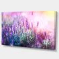 Growing and Blooming Lavender  Canvas Print