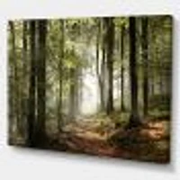 Green Fall Forest with Sun Rays  Canvas Print