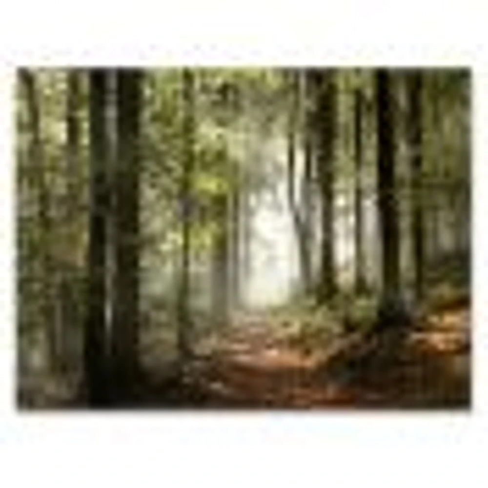 Green Fall Forest with Sun Rays  Canvas Print