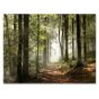 Green Fall Forest with Sun Rays  Canvas Print