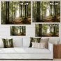 Green Fall Forest with Sun Rays  Canvas Print