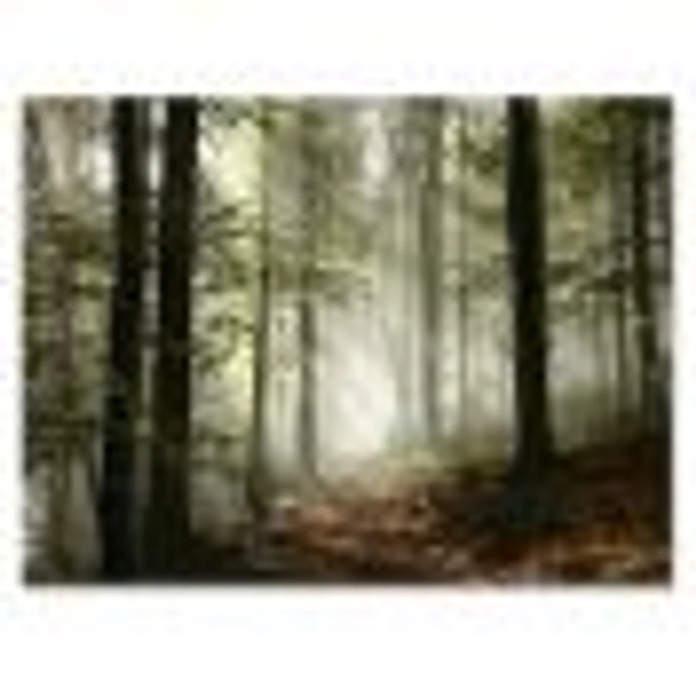 Light Dense Fall Forest with Fog  Canvas Art Print