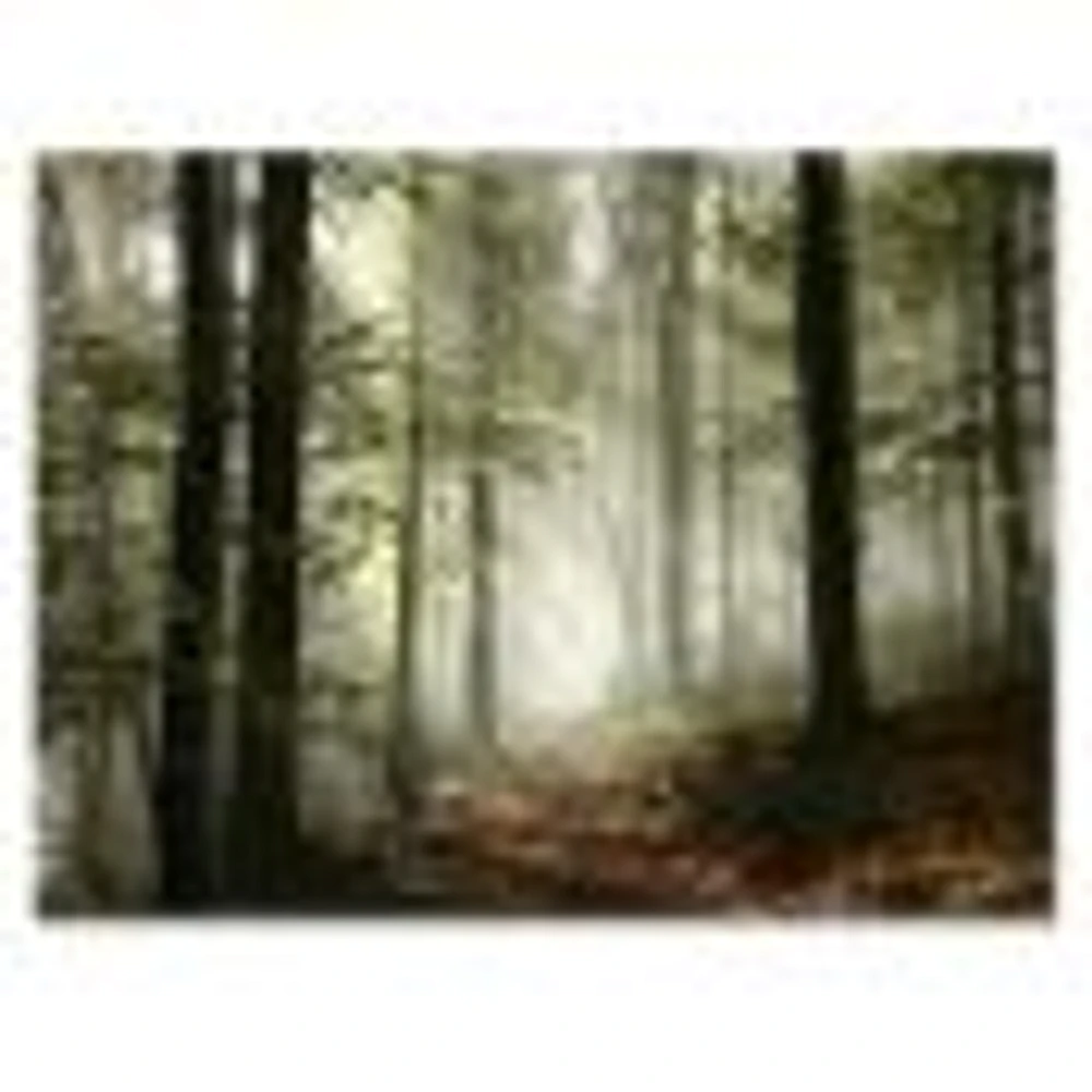 Light Dense Fall Forest with Fog  Canvas Art Print