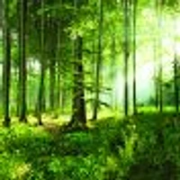 Sunny Morning Forest Wallpaper Mural